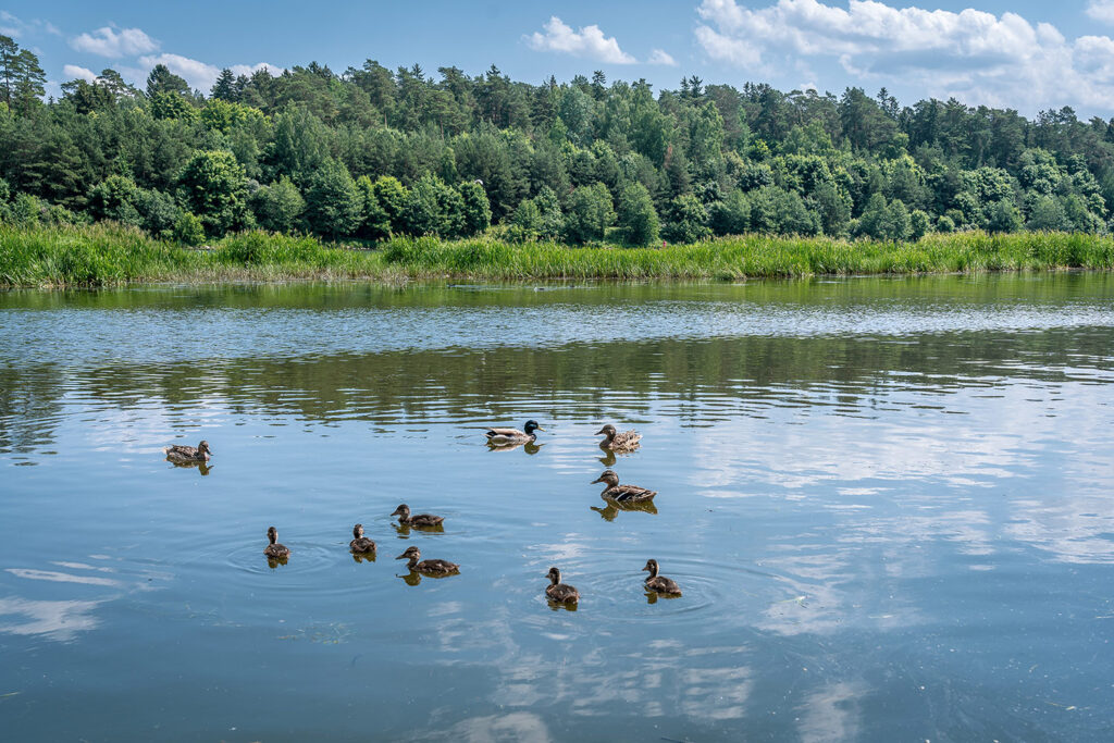 gallery-1 Pramogos Birštone - plaukimo laivu užsakymas