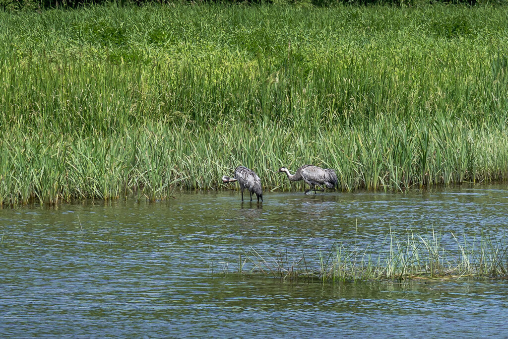 gallery-3 Pasiplaukiojimas Birštone