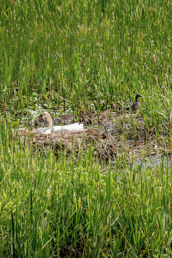 gallery-8 Pasiplaukiojimas Birštone